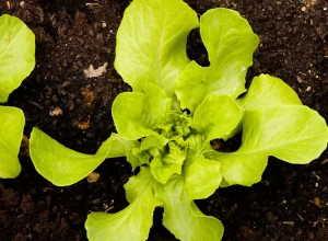 Feuille de chêne verte & rouge bio - 6 plants