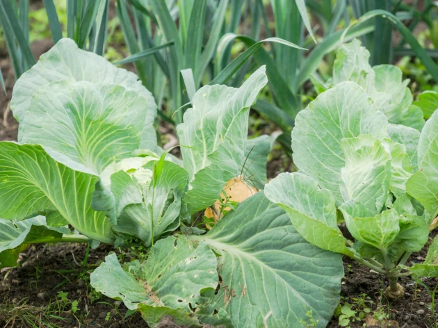 Chou blanc bio - 6 plants