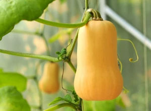 Courge 