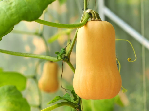 Courge 