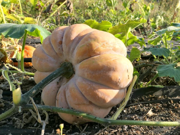 Courge 