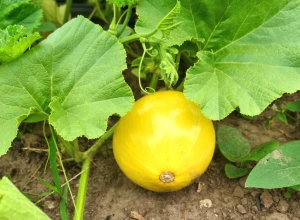 Courgette ronde jaune bio - Plant
