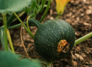 Courgette ronde verte bio - Plant