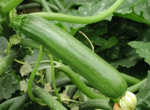 Courgette longue verte bio - Plant