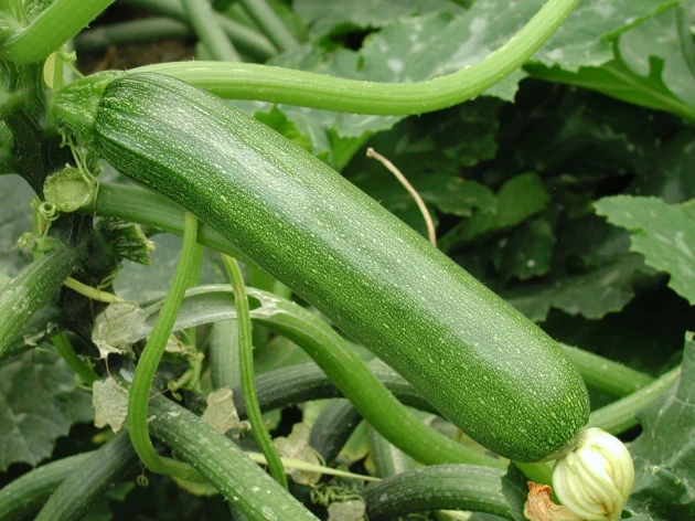Courgette longue verte bio - Plant