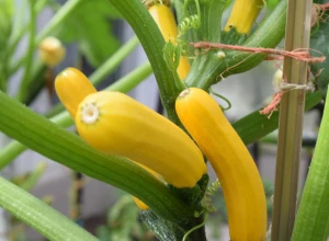 Courgette longue jaune bio - Plant