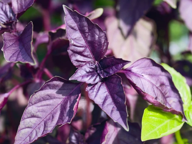 Basilic pourpre bio - Plant