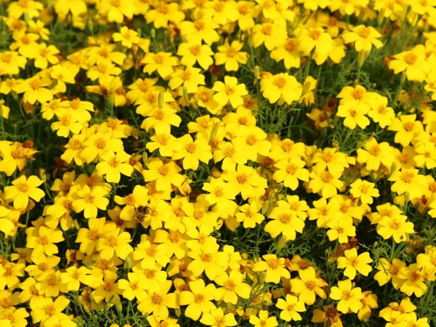 Tagète agrume gem bio - Plant