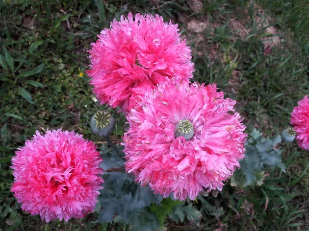 Pavot somnifère à fleur double bio - Plant