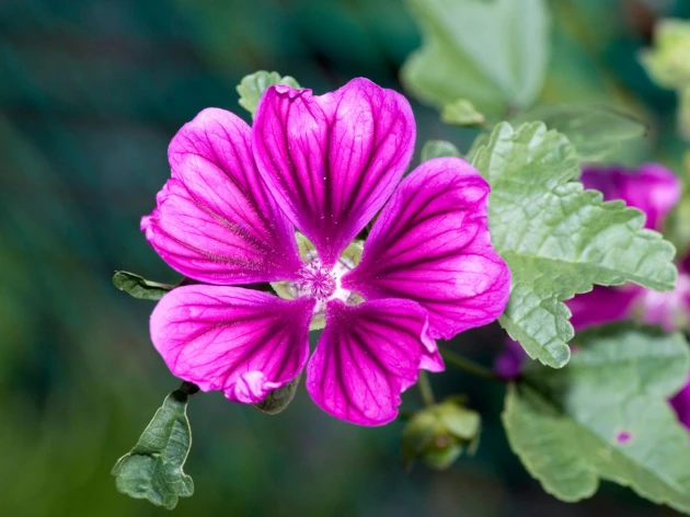 Mauve de Mauritanie bio - Plant