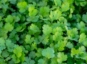Coriandre bio - Plant
