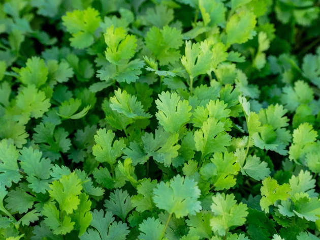 Coriandre bio - Plant