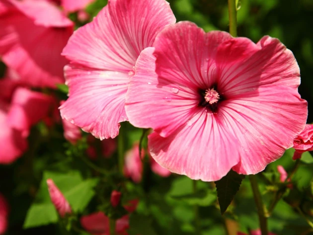 Lavatère rose bio - Plant