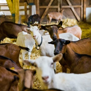 Ferme du Bergenbach