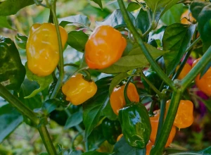 Poivron jaune bio - Plant