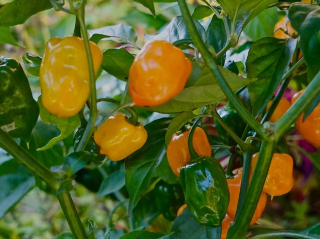 Poivron jaune bio - Plant