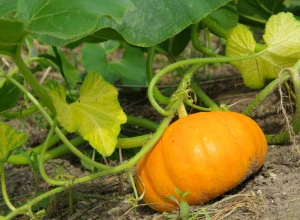 Potimarron bio - Plant