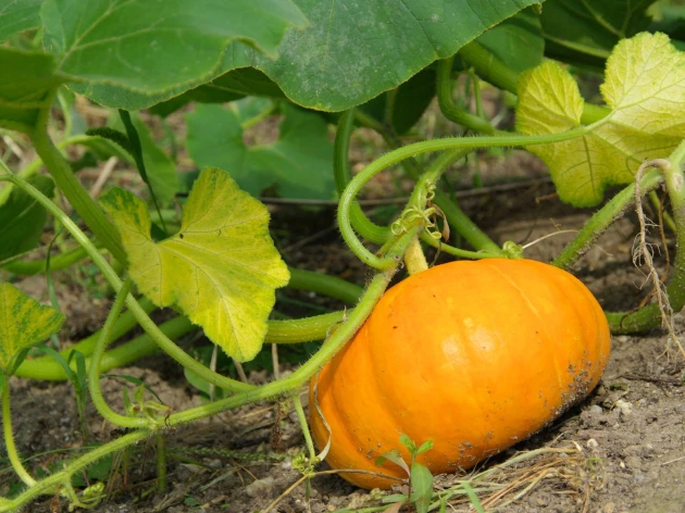 Potimarron bio - Plant