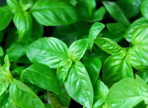 Basilic vert bio - Plant