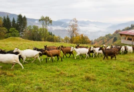 Ferme du Bergenbach