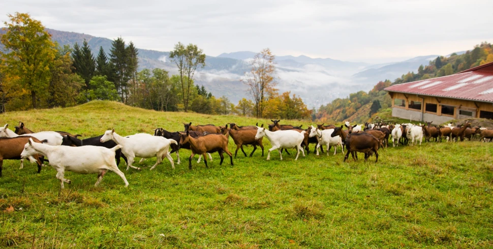 Ferme du Bergenbach