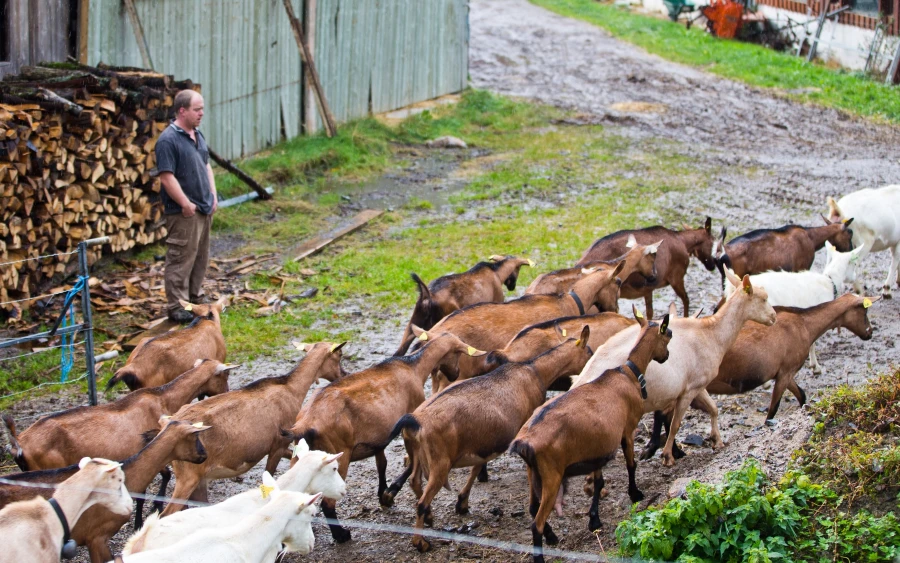 Ferme du Bergenbach