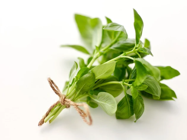 Basilic vert bio - Botte