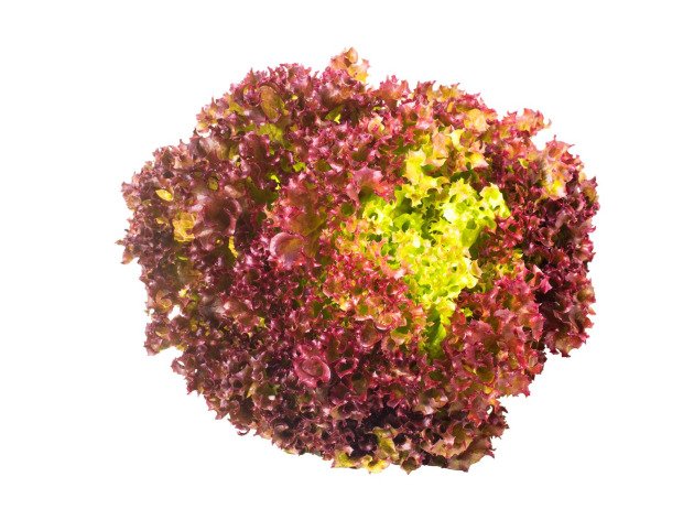 Lollo Rossa bio - Pièce