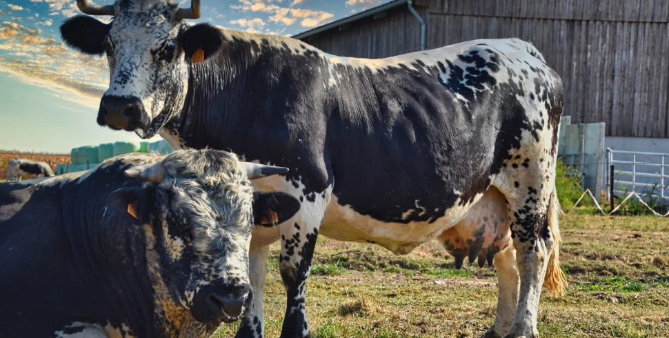 Ferme Zum Burahisla