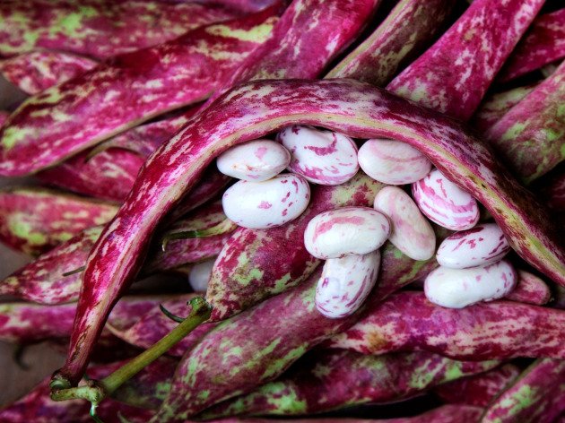 Haricot Borlotto frais avec cosses bio