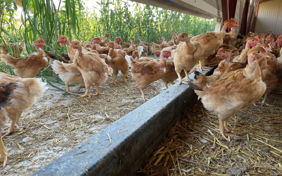 Ferme de la Judenmatt