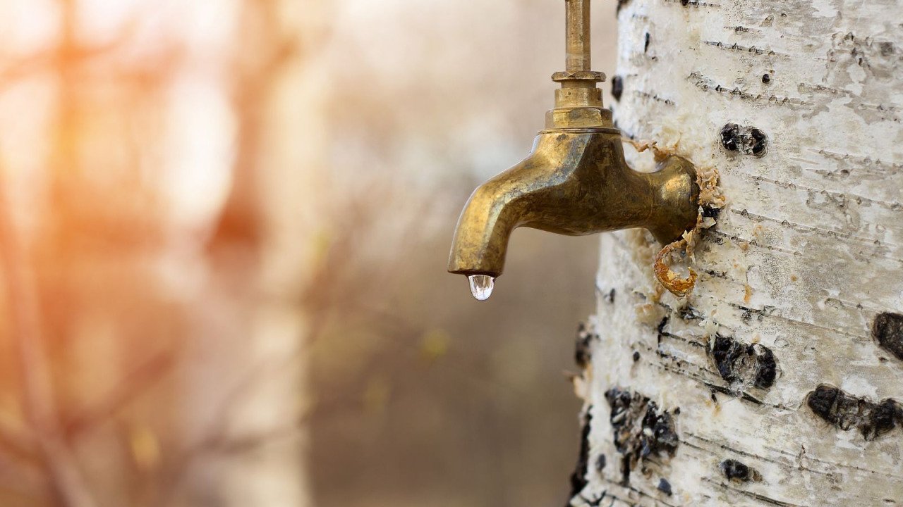 Cure Détox de Printemps : Sève de Bouleau Fraîche Bio
