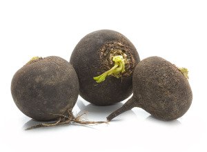 Radis noir rond bio