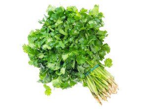 Coriandre bio - Botte