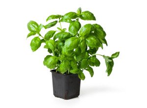 Basilic en pot bio