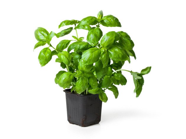 Basilic en pot bio