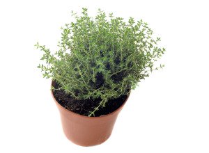 Thym en pot bio