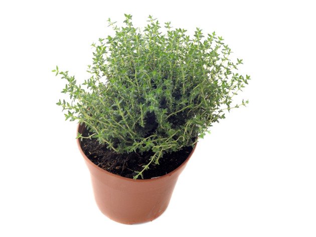 Thym en pot bio