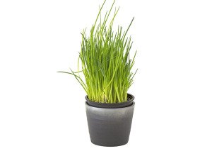 Ciboulette en pot bio