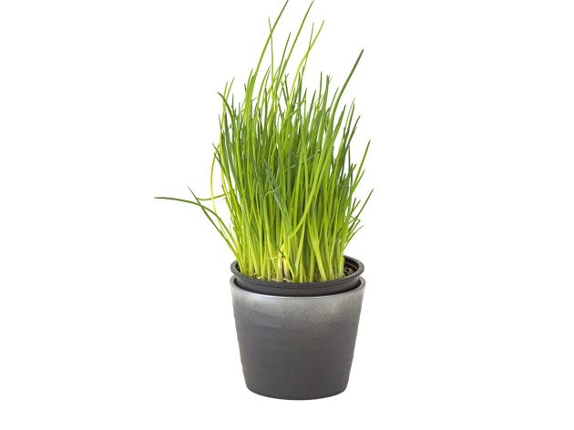 Ciboulette en pot bio