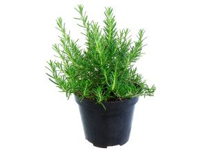 Romarin bio en pot
