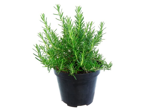 Romarin bio en pot