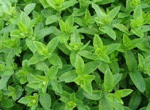 Menthe fraîche bio - Botte