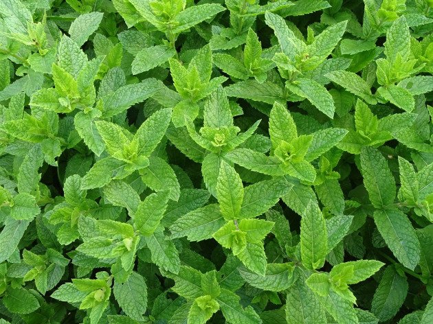 Menthe fraîche bio - Botte