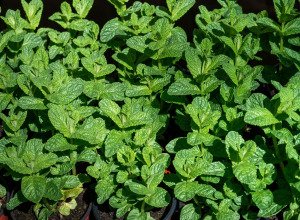 Menthe bio en pot