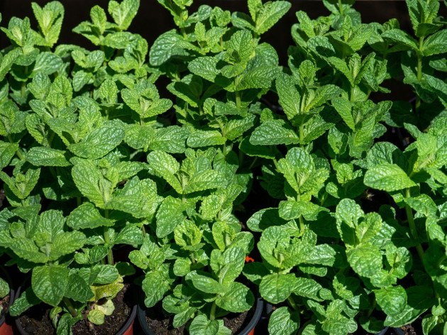 Menthe bio en pot