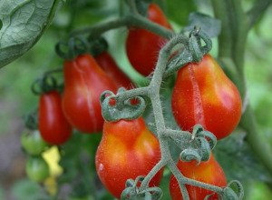Tomate cerise 