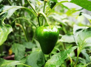 Poivron vert bio - Plant