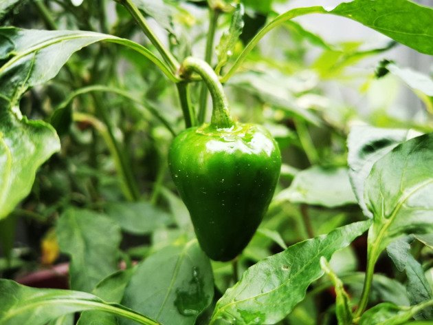 Poivron vert bio - Plant