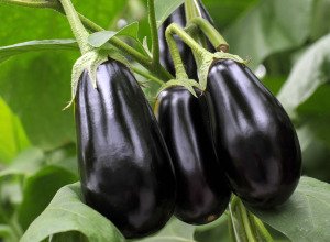 Aubergine bio - Plant